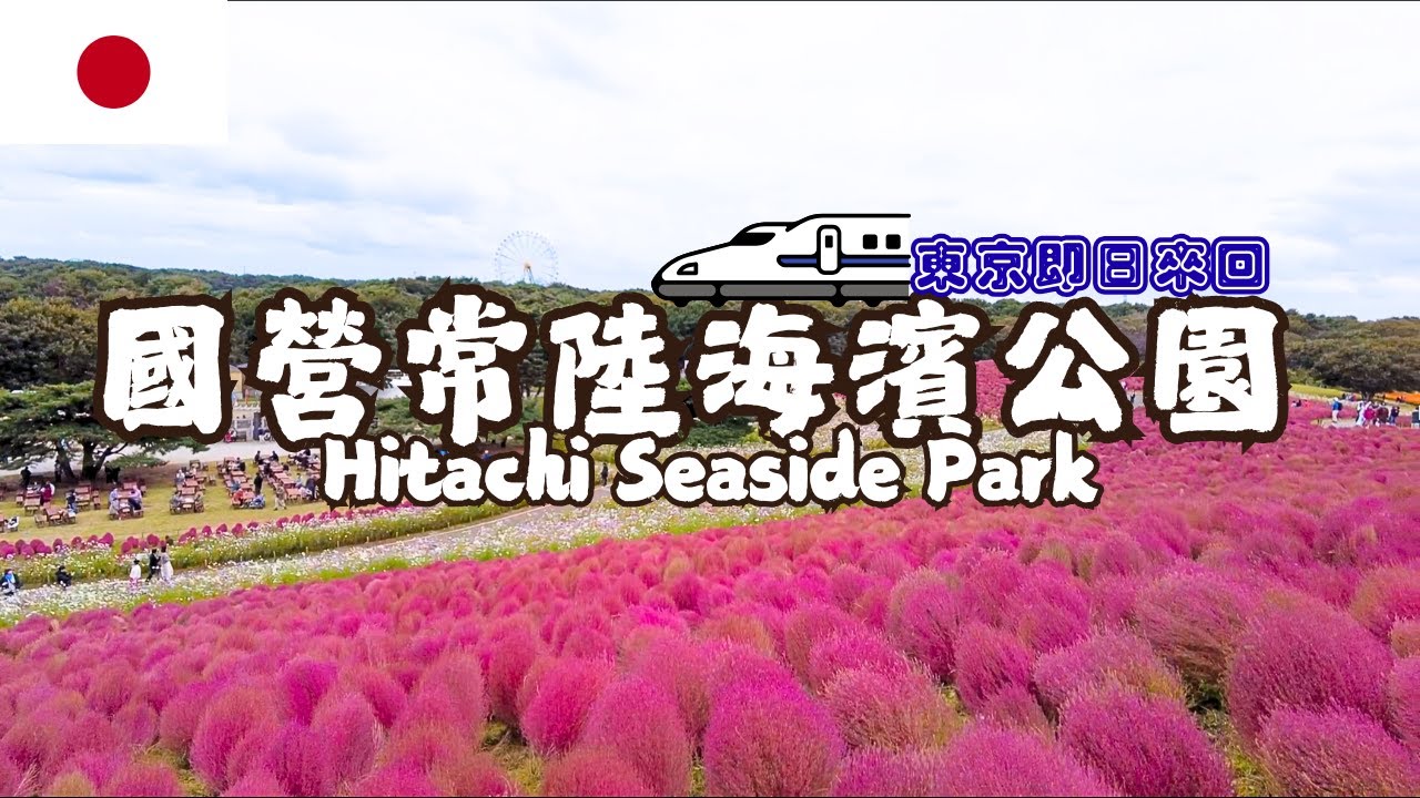 【日本】秋天賞花|東京即日來回交通攻略|茨城縣人氣景點日立國營常陸海濱公園|10月必拍全國最大規模掃帚草超美超壯觀