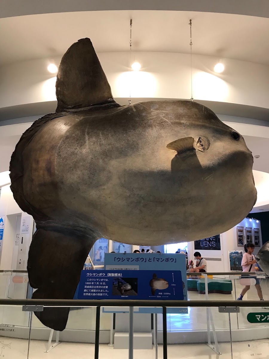 海洋世界茨城縣大洗水族館(アクアワールド茨城県大洗水族館) 實景照片 10