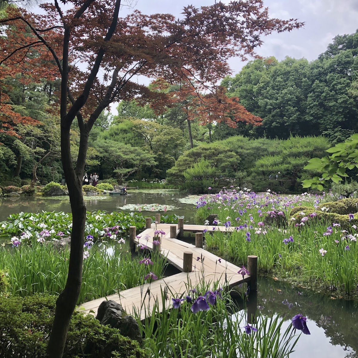 日式庭園木棧道與鳶尾花景致