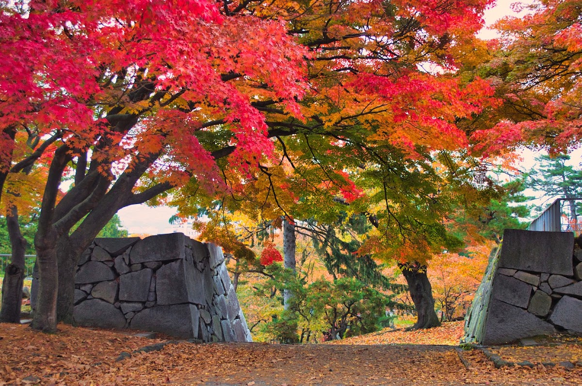 盛岡城 實景照片 3