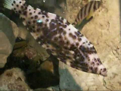 西海國家公園-水族館.wmv