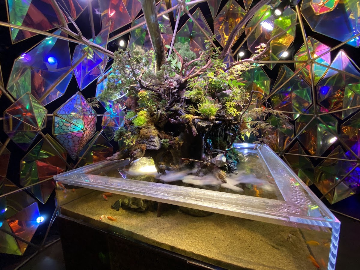 奈良金魚博物館（奈良金魚ミュージアム） 實景照片 3