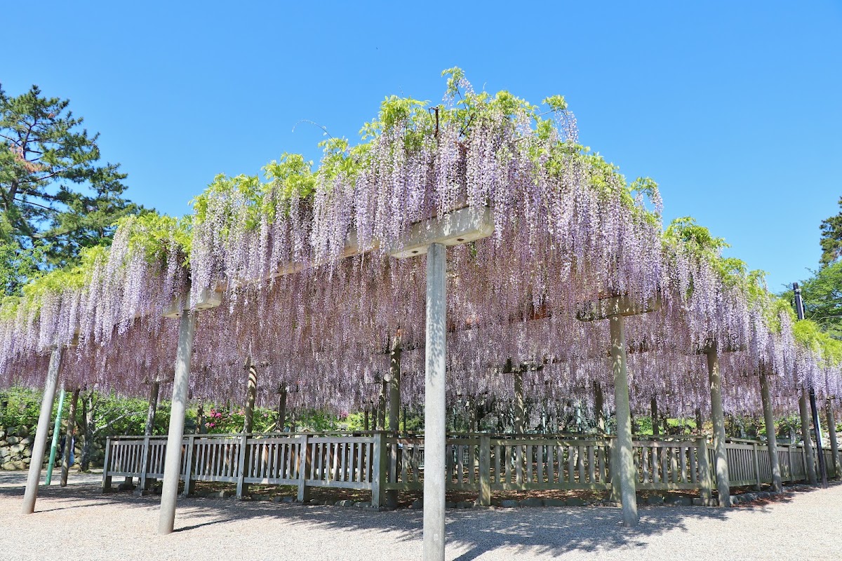 松阪城跡盛開的紫藤花棚