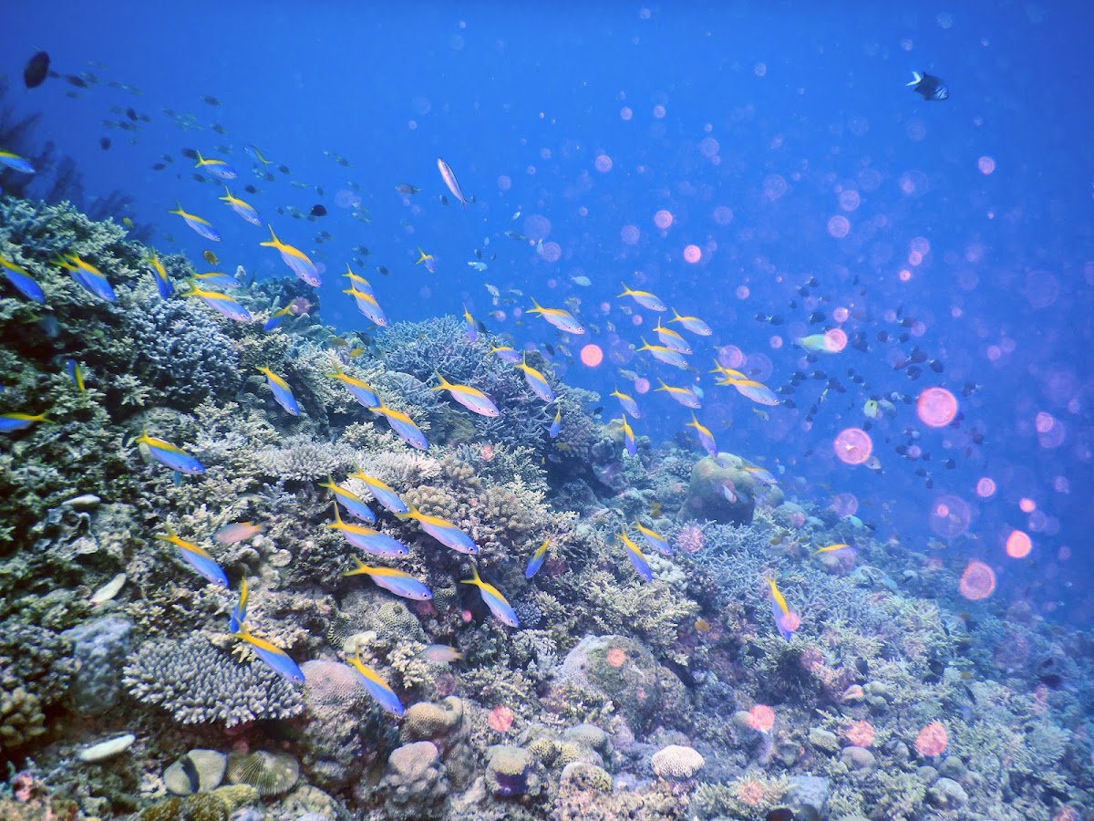 海底珊瑚礁與熱帶魚生態特寫