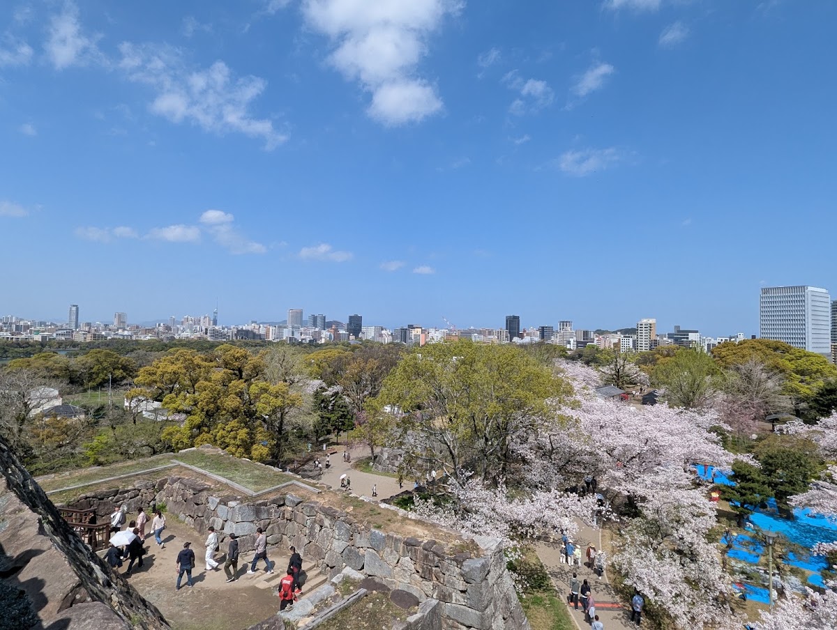 登高遠眺福岡市景與櫻花