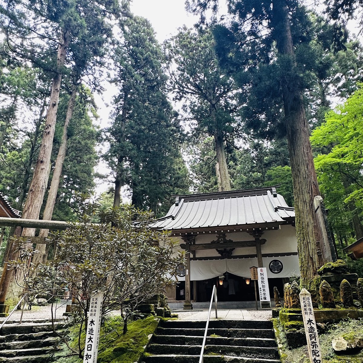 茂密森林中的神社本殿外觀