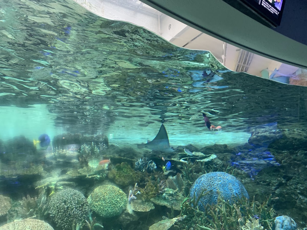 水族館內珊瑚礁與魟魚游動景觀