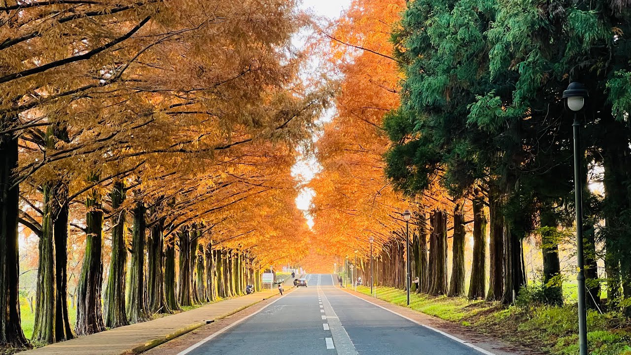 【マキノ並木】Metasequoia Avenue｜マキノ高原／メタセコイア並木｜牧野水杉林蔭大道500棵呈圓錐形的水杉樹全長2.5公里的水杉林蔭大道#日本街路樹百景#2023.12.04