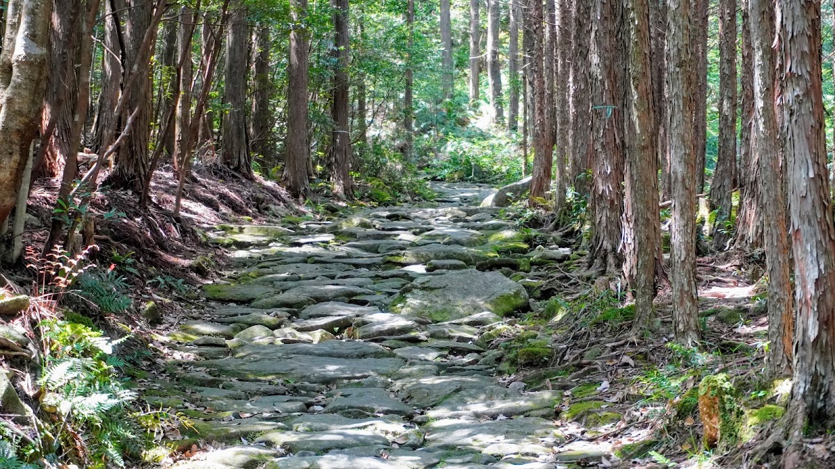 古道石板路與兩側茂密樹林