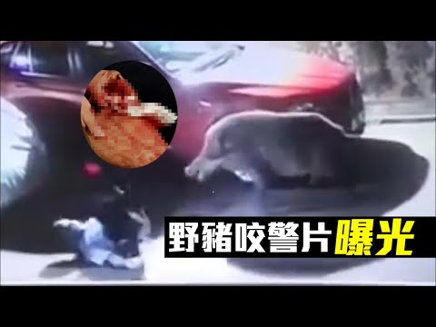 車Cam直擊｜北角野豬發難狂追咬輔警  驚險片段曝光(#POP新聞 #POPNEWS)