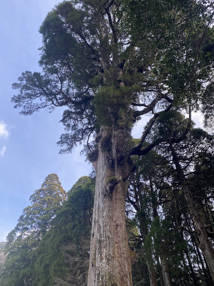 霧島錦江灣國家公園(霧島錦江湾国立公園) 實景照片 8