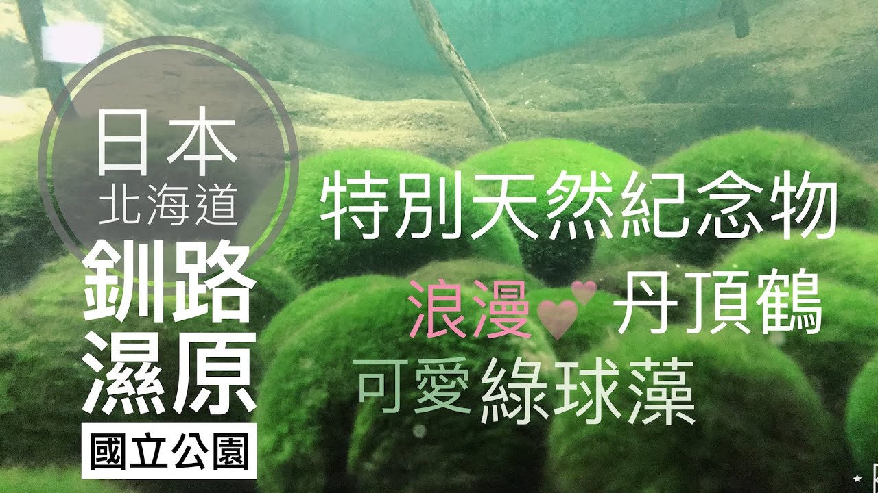 【日本北海道】#15 阿寒摩周國立公園 釧路濕原國立公園|阿寒湖遊湖、綠球藻觀察中心、阿寒湖愛努村、溫根內遊客中心、濕原展望台、和商市場、丹頂鶴自然公園、觀月苑|北海道夏日散策