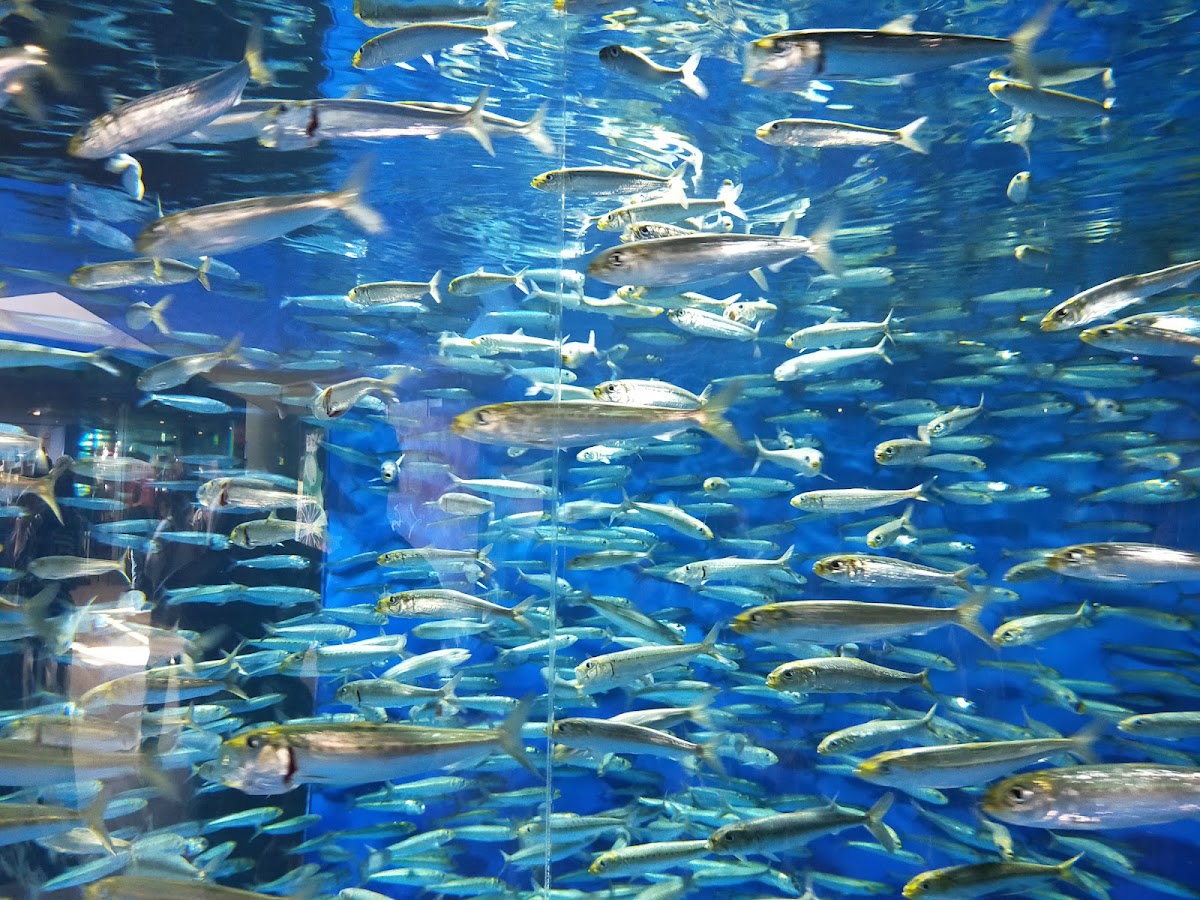 海洋世界茨城縣大洗水族館(アクアワールド茨城県大洗水族館) 實景照片 8