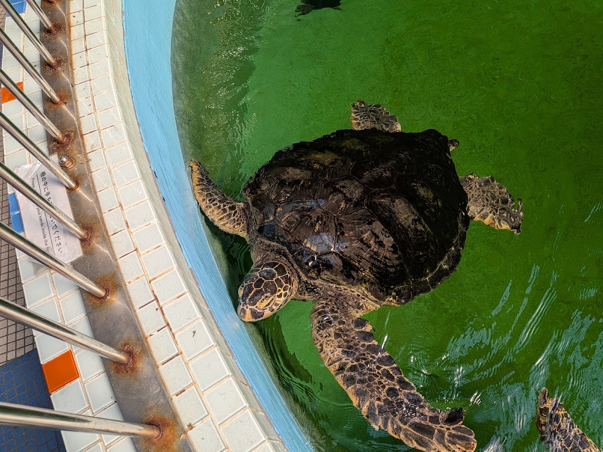 道之驛 紀寶町海龜公園（道の駅 紀宝町ウミガメ公園） 實景照片 5