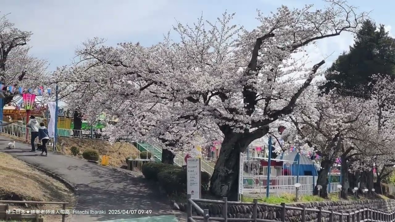 20250407 退房後驅車10分鐘來到茨城縣「日本さくら名所100選」之地「日立市かみね公園」(神峰公園),這裡櫻花滿開中,有動物園也有遊樂園