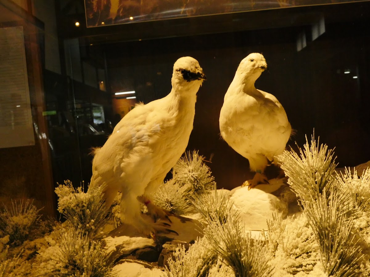 室內展示的雷鳥標本