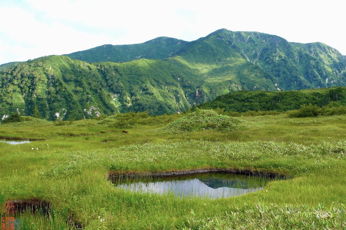夏季高山濕原與水池大景