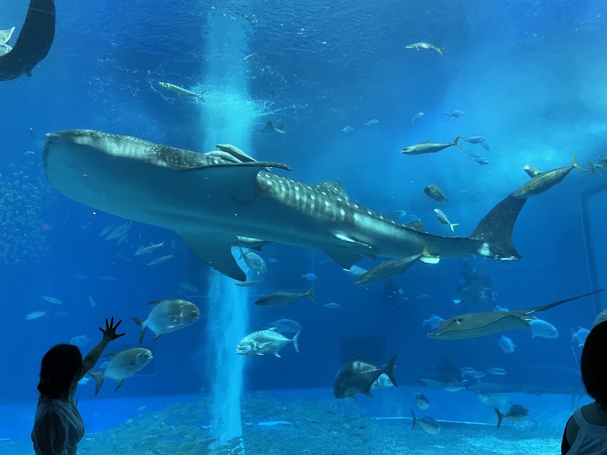 沖繩美麗海水族館(沖縄美ら海水族館) 實景照片 2