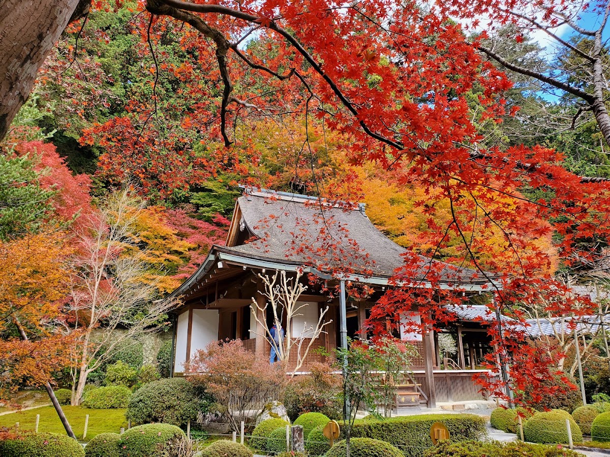 寂光院本堂與滿山秋季楓紅