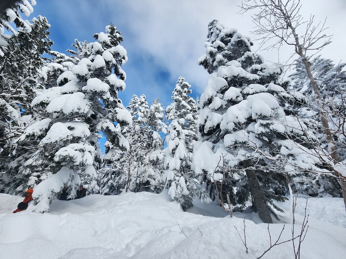 雪樹與藍天景致