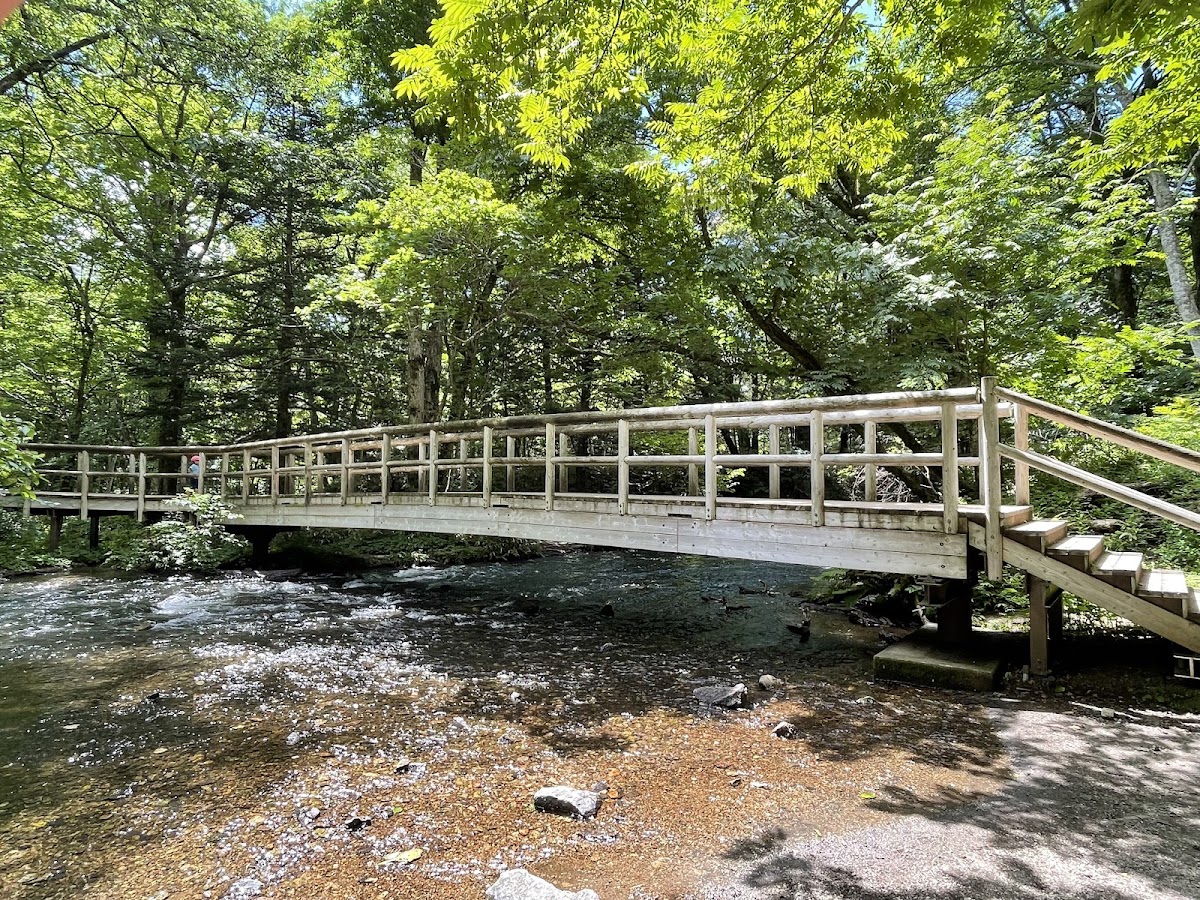 綠意盎然的樹林與木棧橋