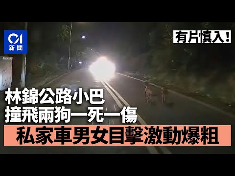 林錦公路小巴撞飛兩狗　私家車男女目擊報警｜01新聞｜突發｜車CAM｜小巴｜馬路｜綠VAN