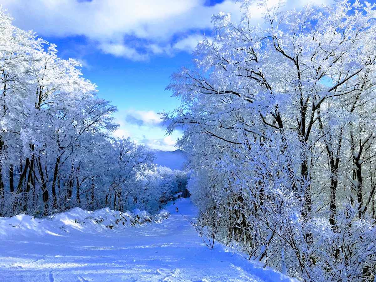 雪白森林與藍天的樹冰風景