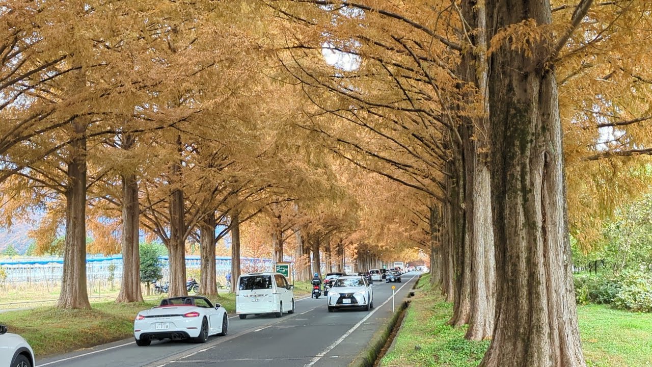 水杉林蔭大道🌲日本必訪景點（滋賀縣)最美公路🍁四季皆美2024/12/01🍁