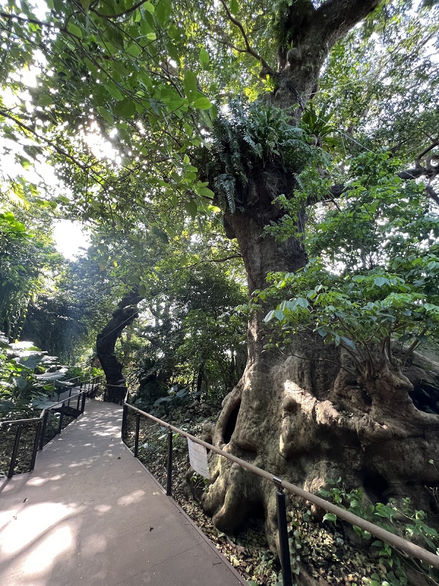 首里金城町石疊道（首里金城町石畳道） 實景照片 9