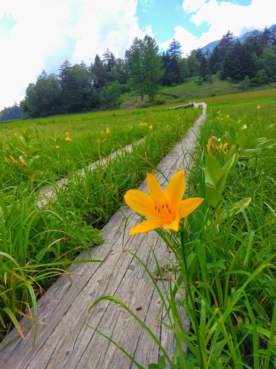 尾瀨國家公園(尾瀬国立公園) 實景照片 4