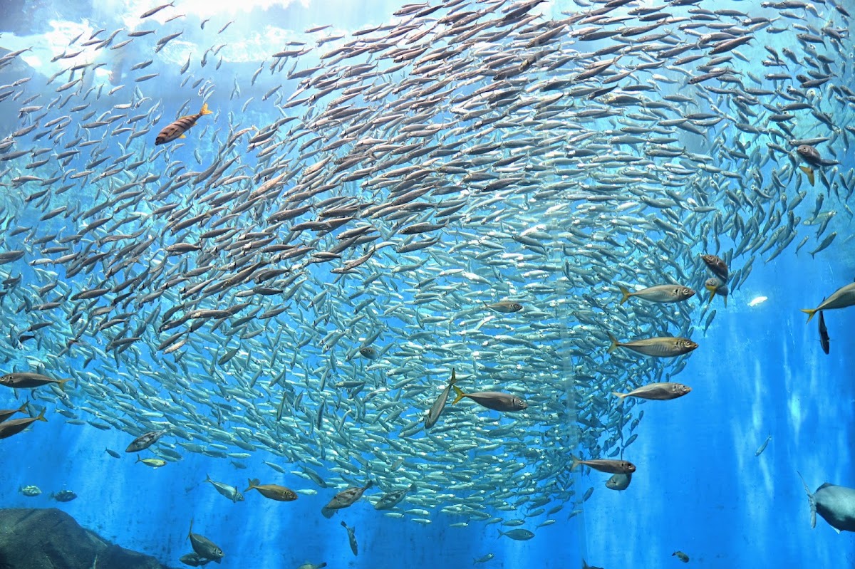 能登島水族館(のとじま水族館) 實景照片 8
