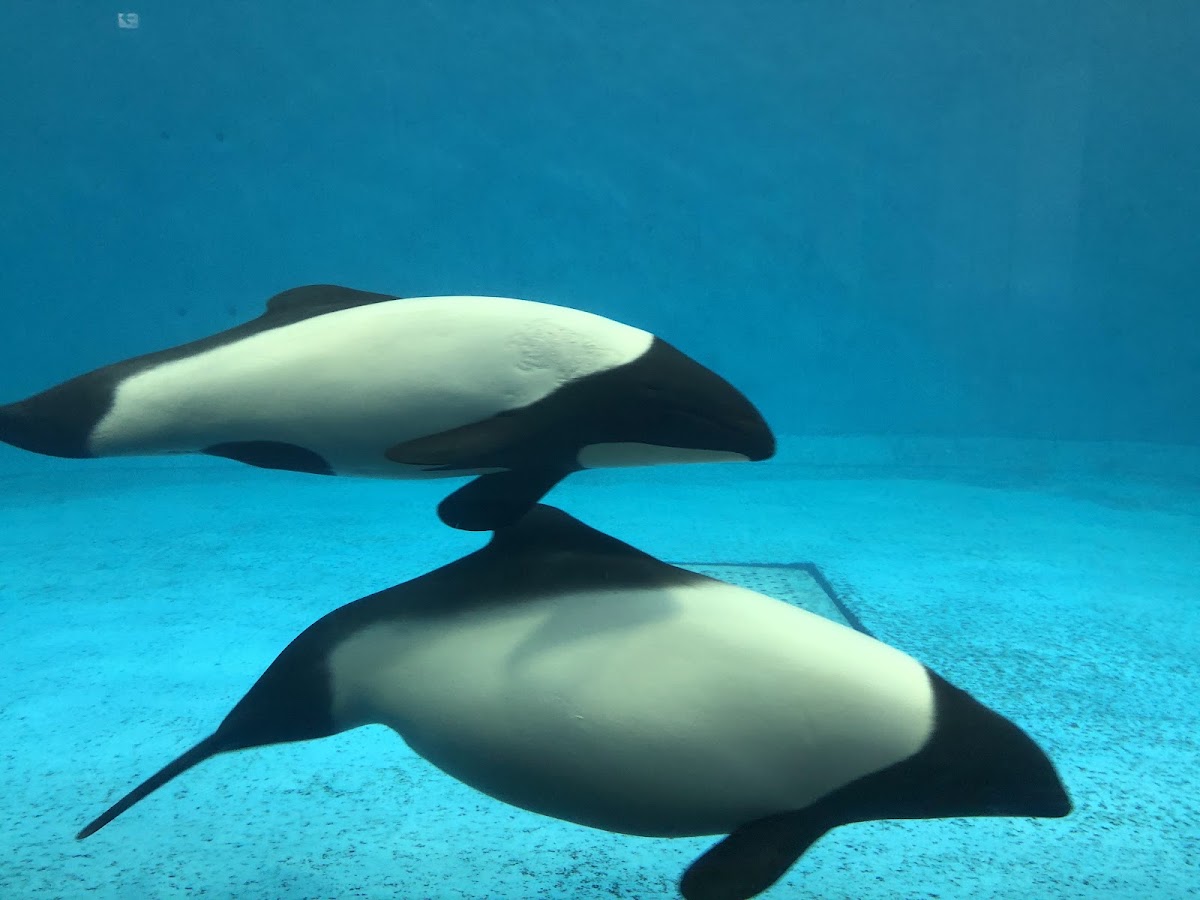 鳥羽水族館 實景照片 8