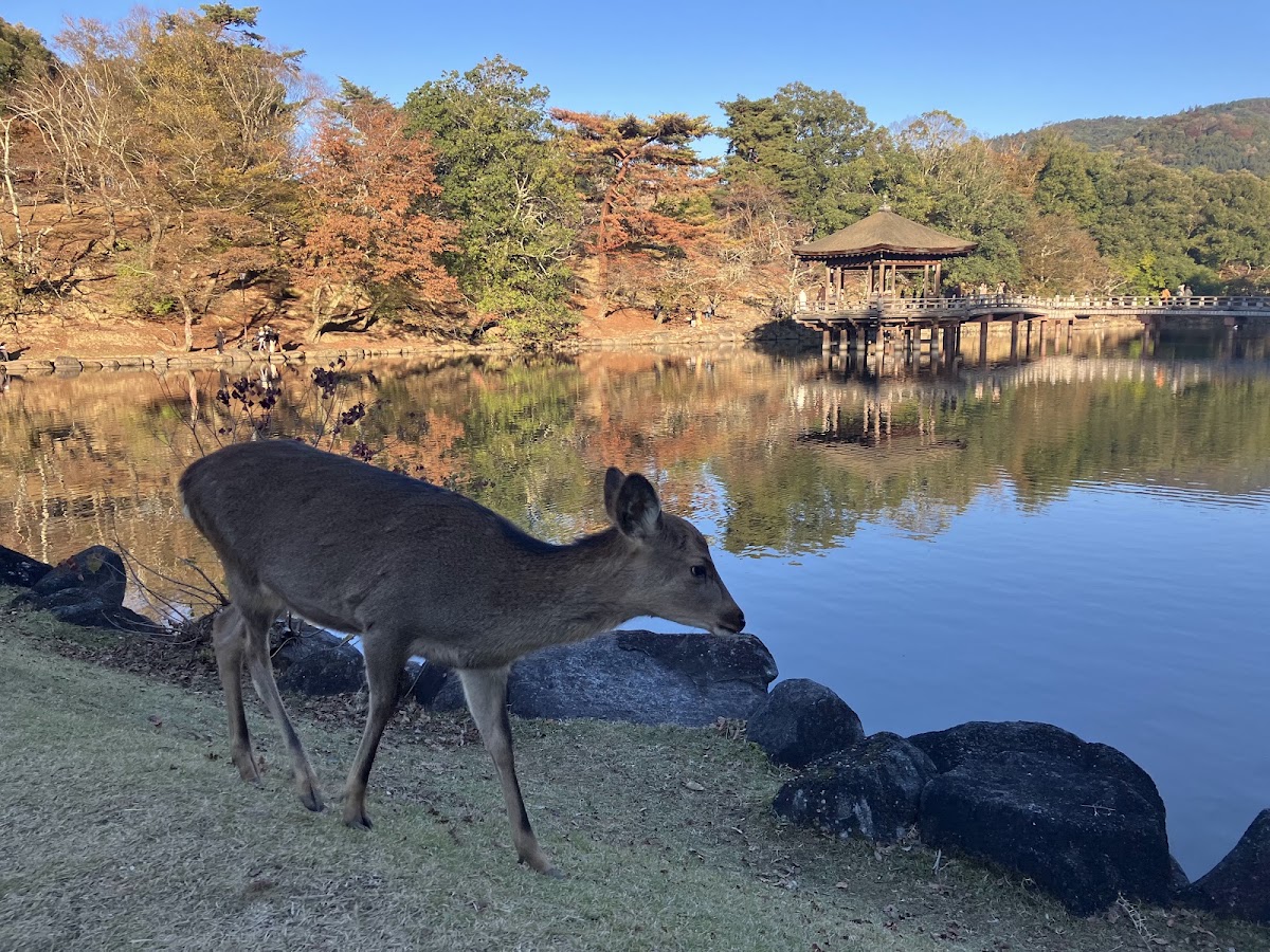 奈良公園池畔與浮見堂及小鹿