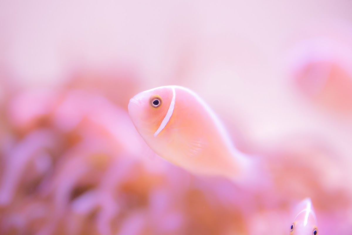 鳥羽水族館 實景照片 1