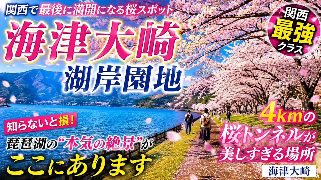 関西で最後に満開になる桜スポット【海津大崎湖岸園地】知らないと損。琵琶湖の“本気の絶景”がここにあります【海津大崎】【関西最強クラス】4kmの桜トンネルが美しすぎる場所