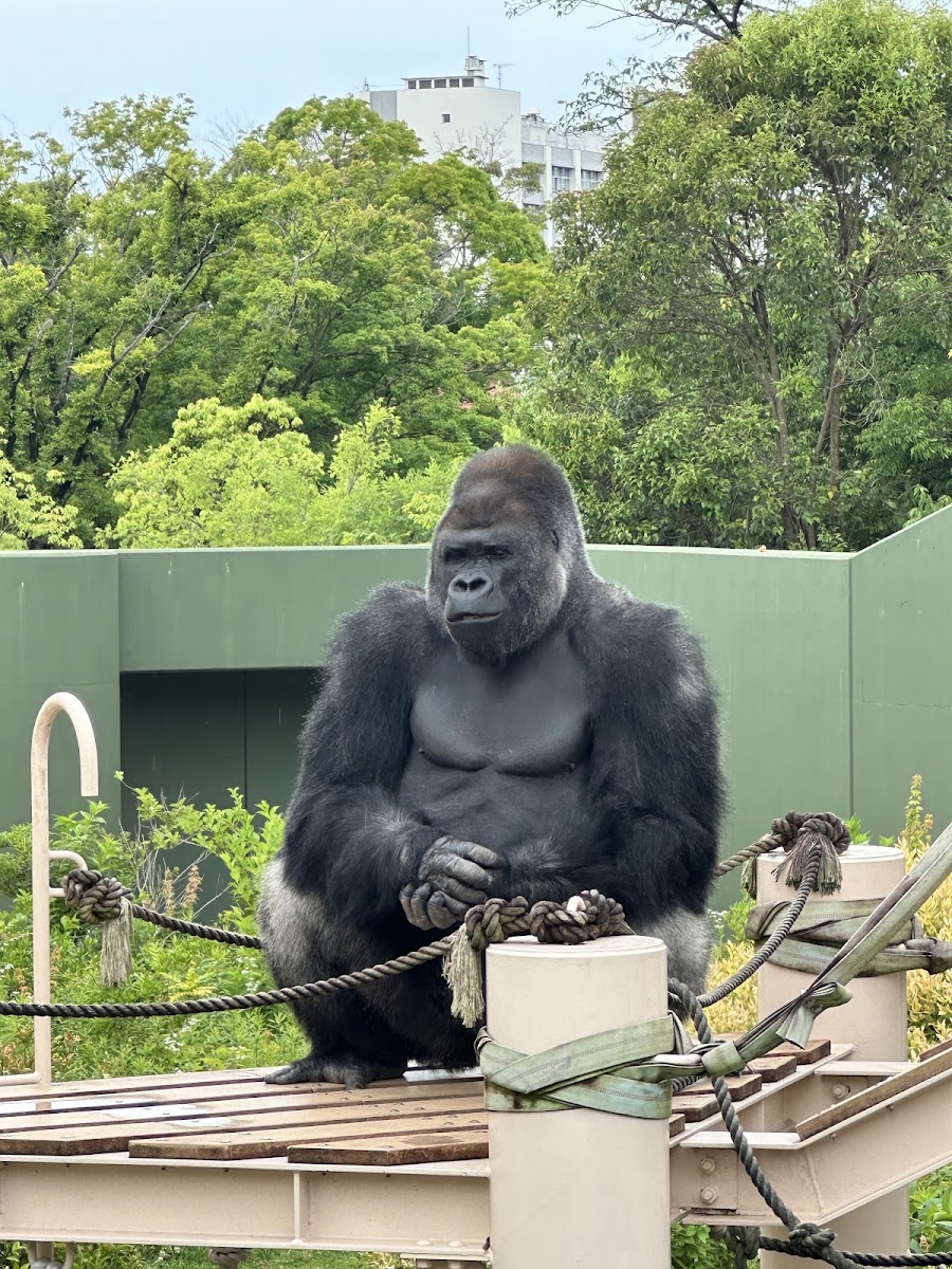 東山動植物園 實景照片 9