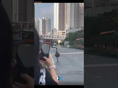 駝鳥都要做車手! 🎵新開AI 音樂頻道🎵#車cam #hknews #香港日常 #香港突發 #駝鳥 #Ai作曲 #搞笑 #suno #音樂創作