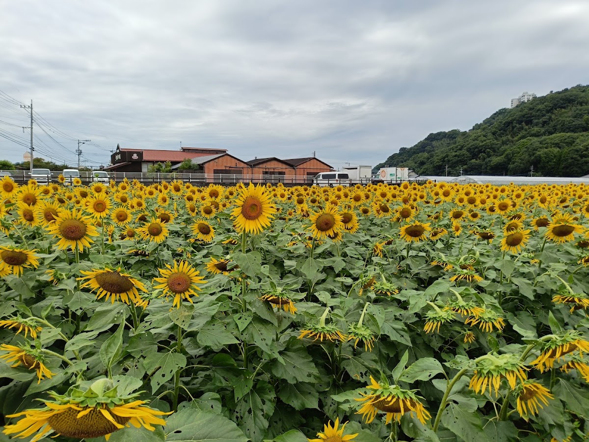 道之驛 原鶴(道の駅 原鶴) 實景照片 3