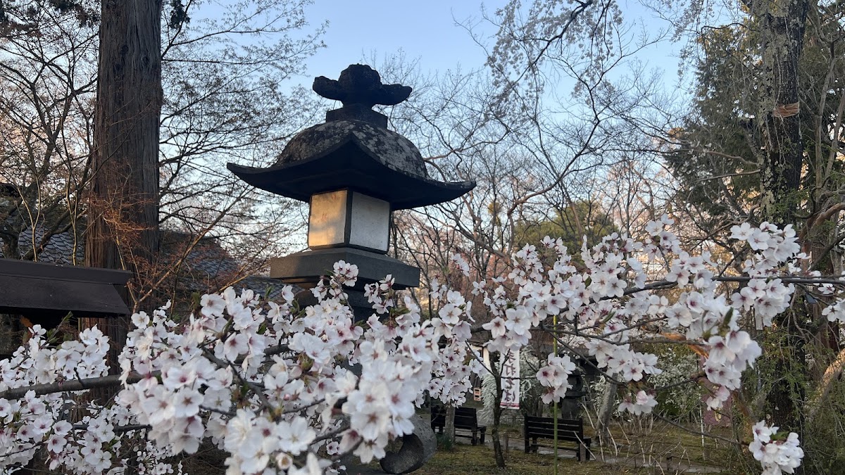 春季櫻花與石燈籠