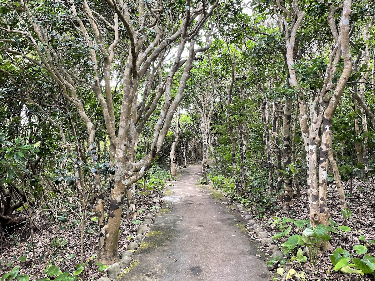 綠意盎然的樹林步道