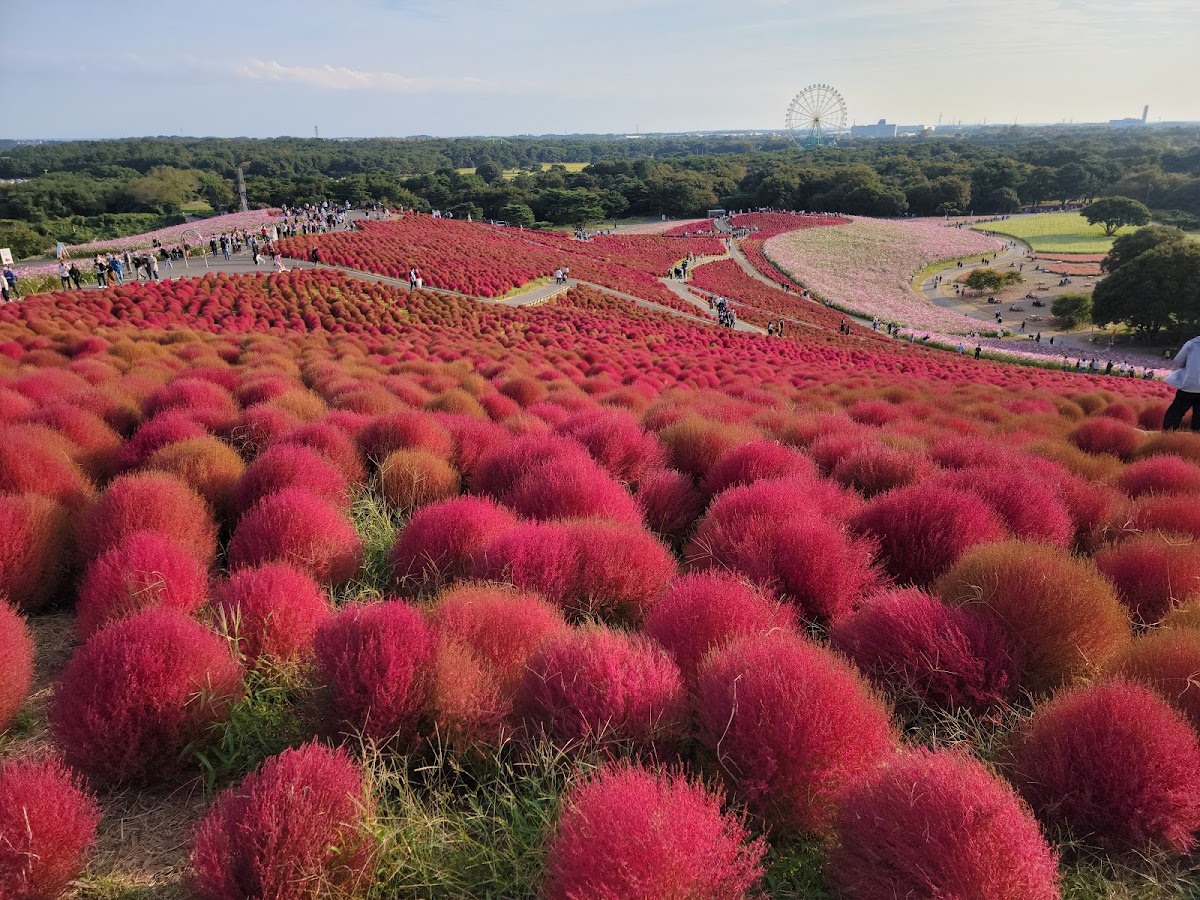 國營常陸海濱公園(国営ひたち海浜公園)