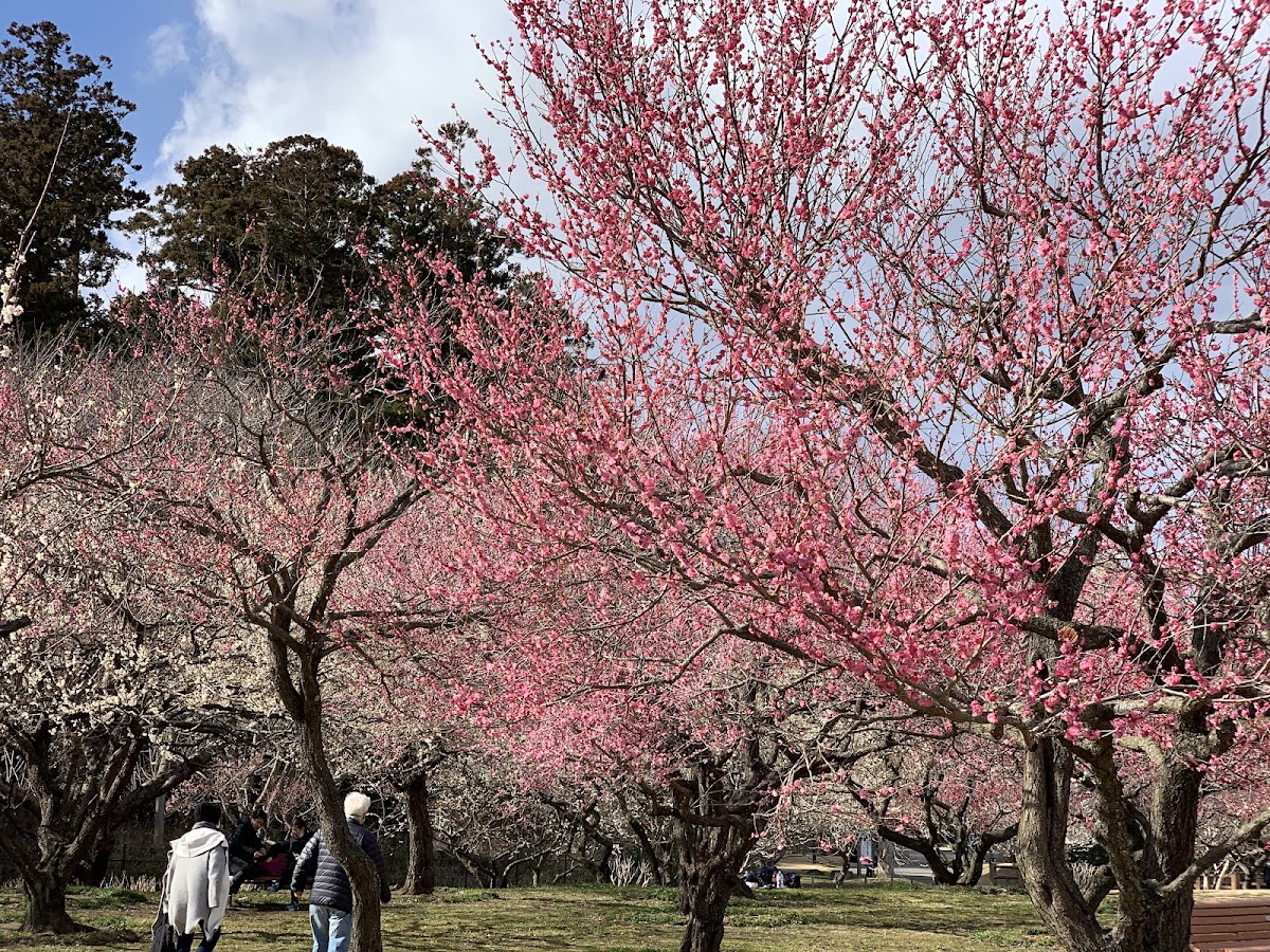 偕樂園(偕楽園) 實景照片 7