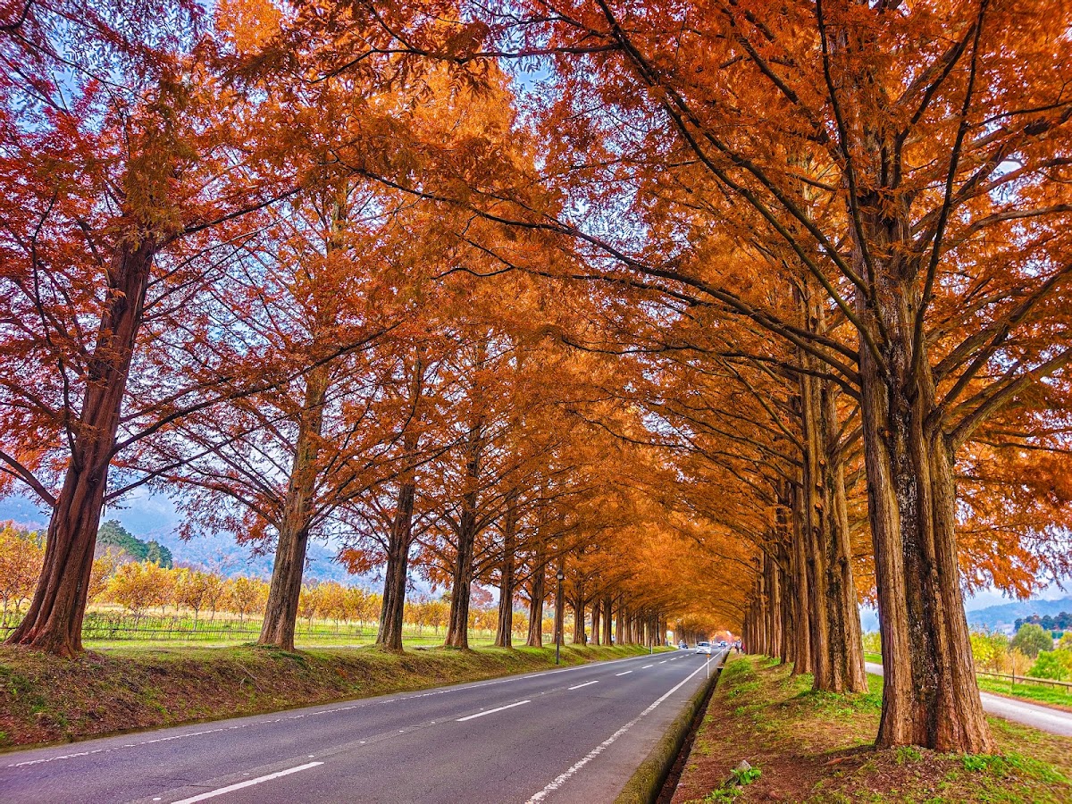水杉林蔭大道(メタセコイア並木)