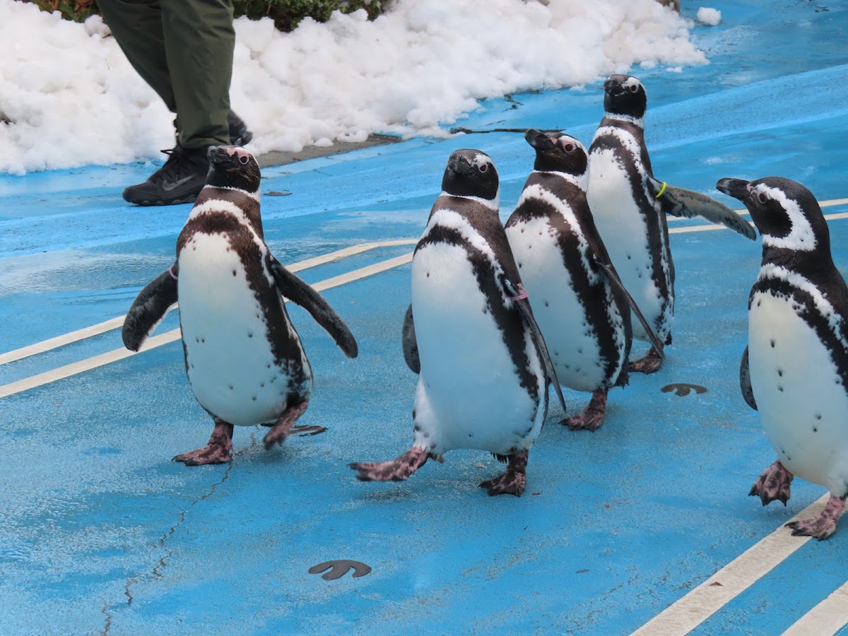 能登島水族館(のとじま水族館) 實景照片 9