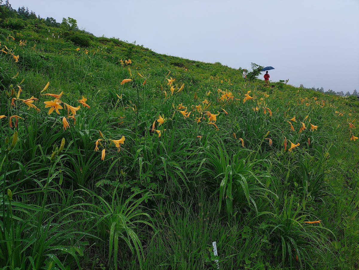 白山高山植物園 實景照片 10