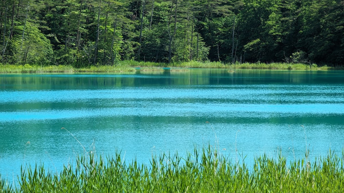 藍綠色湖水與綠樹