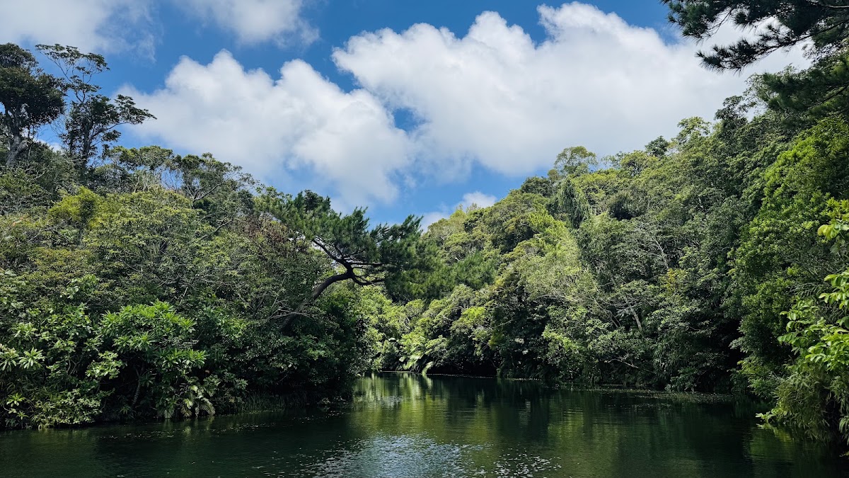 茂密森林與湖面河流