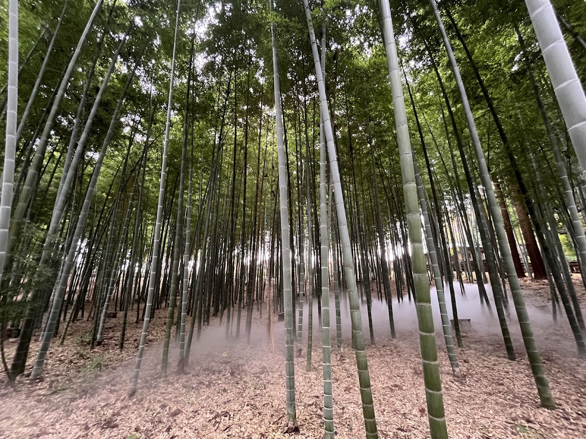 竹林深處與霧氣景觀