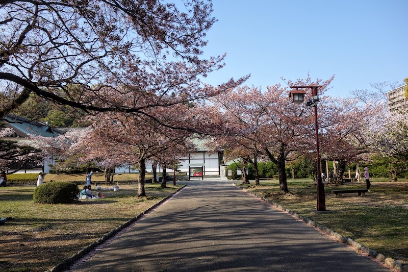 櫻花盛開的德島公園步道