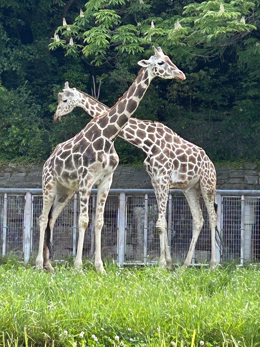 動物園內的長頸鹿特寫